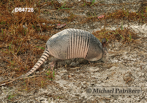 Dasypus novemcinctus
